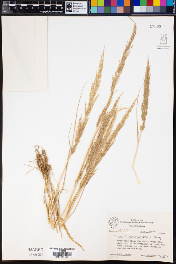 Eragrostis japonica image