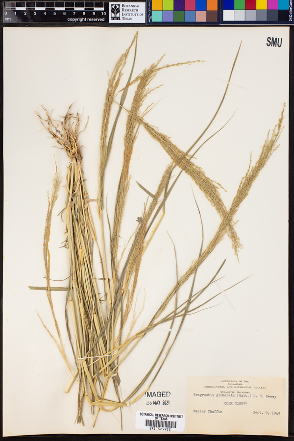 Eragrostis japonica image