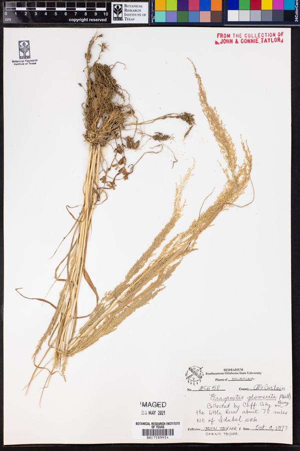 Eragrostis japonica image