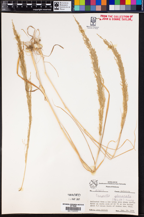 Eragrostis japonica image
