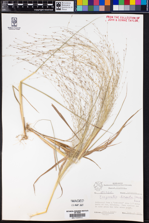 Eragrostis hirsuta image