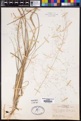 Eragrostis hirsuta image