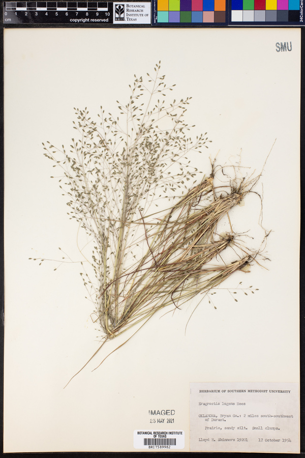 Eragrostis lugens image