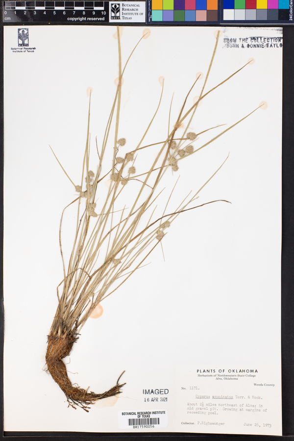 Cyperus acuminatus image
