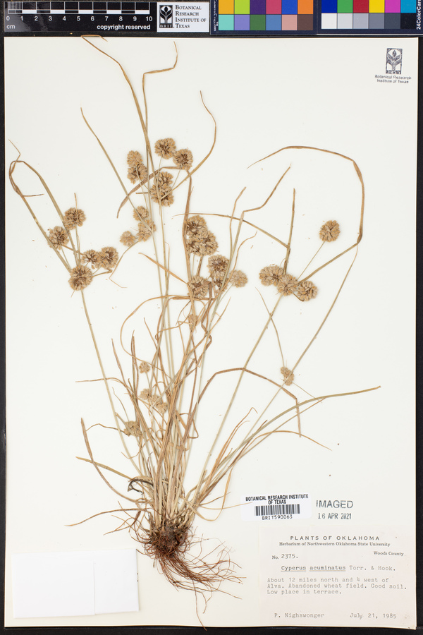 Cyperus acuminatus image