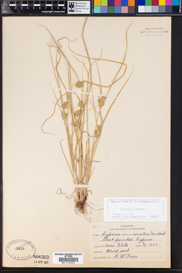 Cyperus acuminatus image
