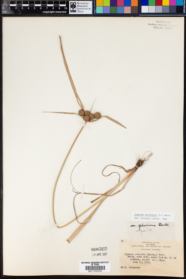Cyperus echinatus image