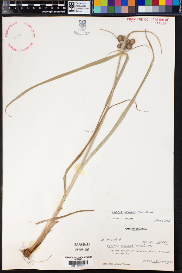 Cyperus echinatus image