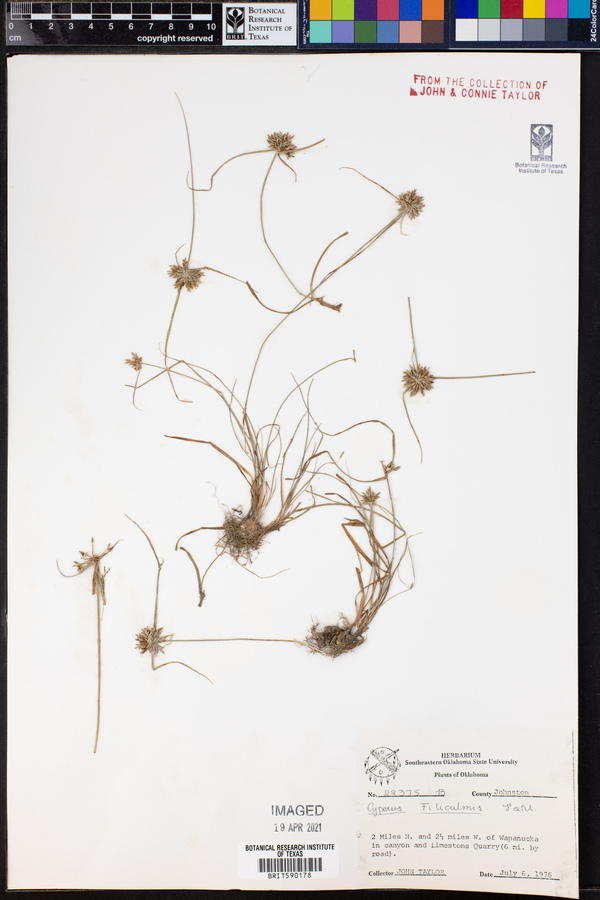 Cyperus filiculmis image