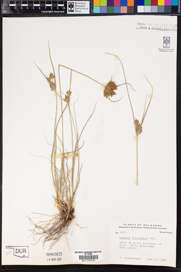 Cyperus filiculmis image