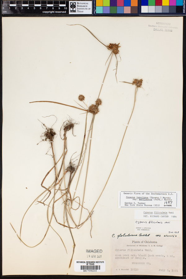 Cyperus lupulinus subsp. macilentus image