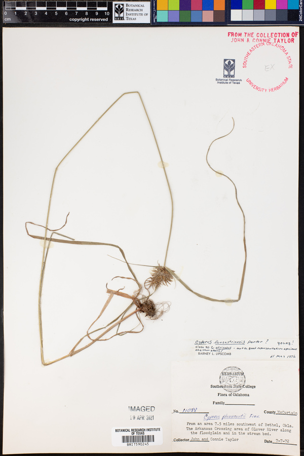 Cyperus lancastriensis image