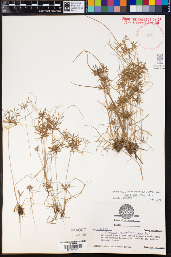 Cyperus polystachyos var. texensis image