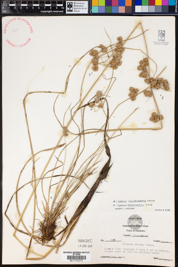 Cyperus pseudovegetus image