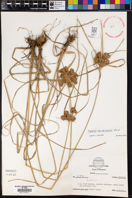 Cyperus pseudovegetus image