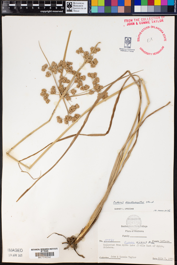 Cyperus pseudovegetus image