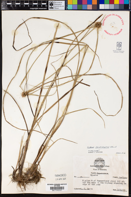 Cyperus pseudovegetus image