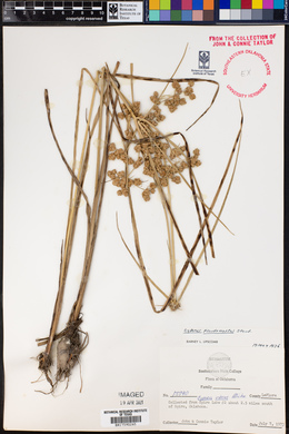 Cyperus pseudovegetus image