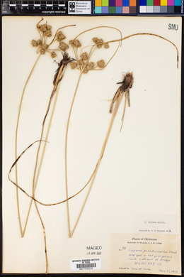 Cyperus virens image