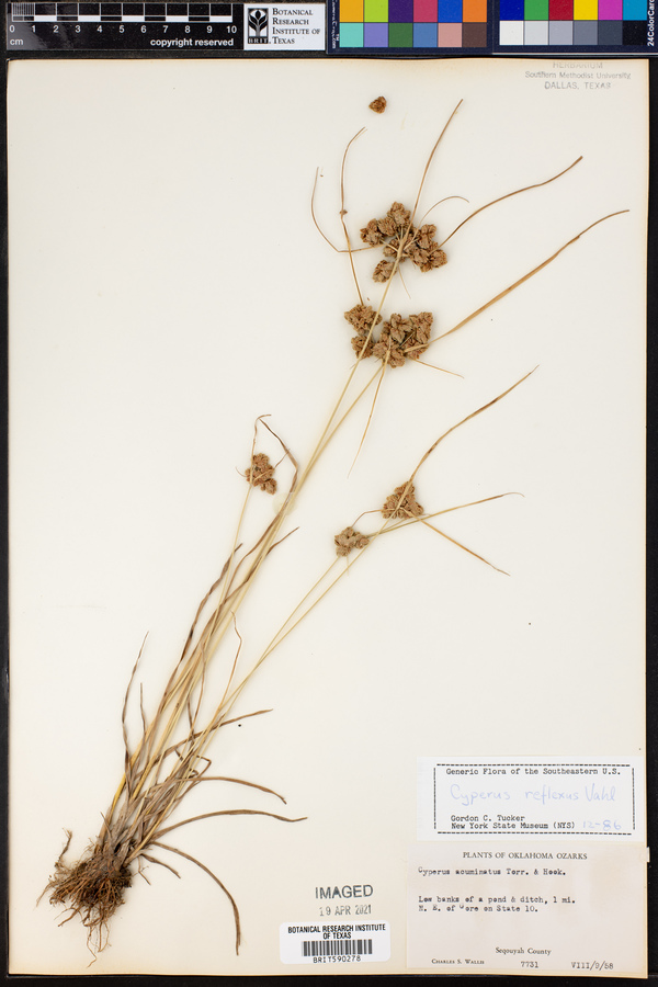 Cyperus reflexus image