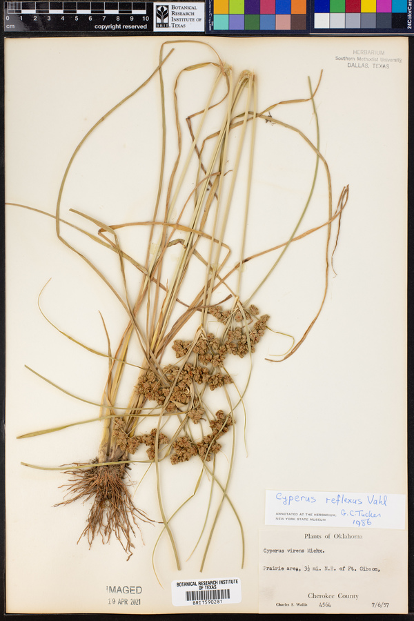 Cyperus reflexus image