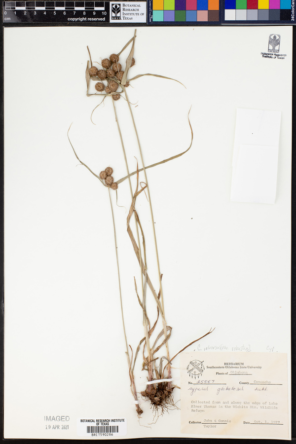 Cyperus retrorsus var. robustus image