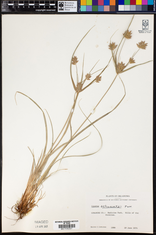 Cyperus schweinitzii image