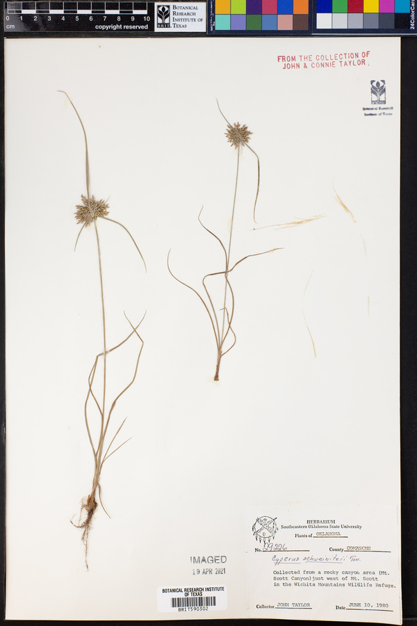 Cyperus schweinitzii image
