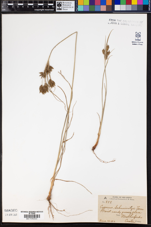 Cyperus schweinitzii image
