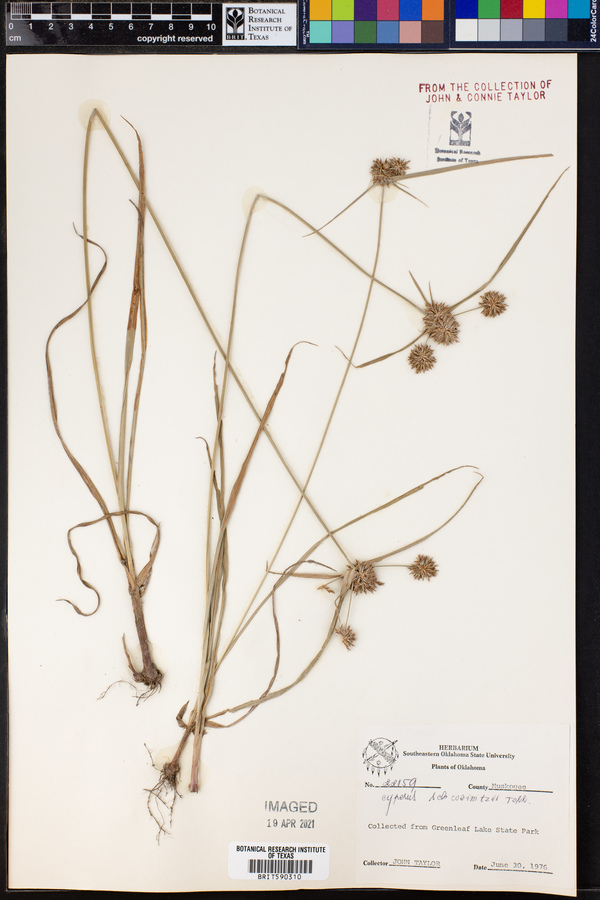 Cyperus schweinitzii image