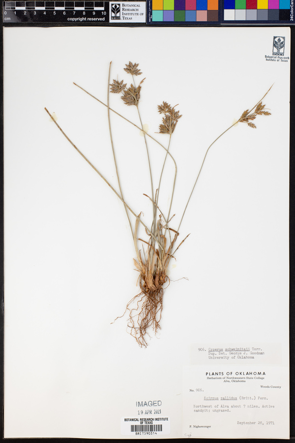 Cyperus schweinitzii image