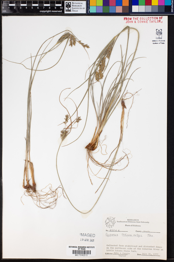 Cyperus schweinitzii image