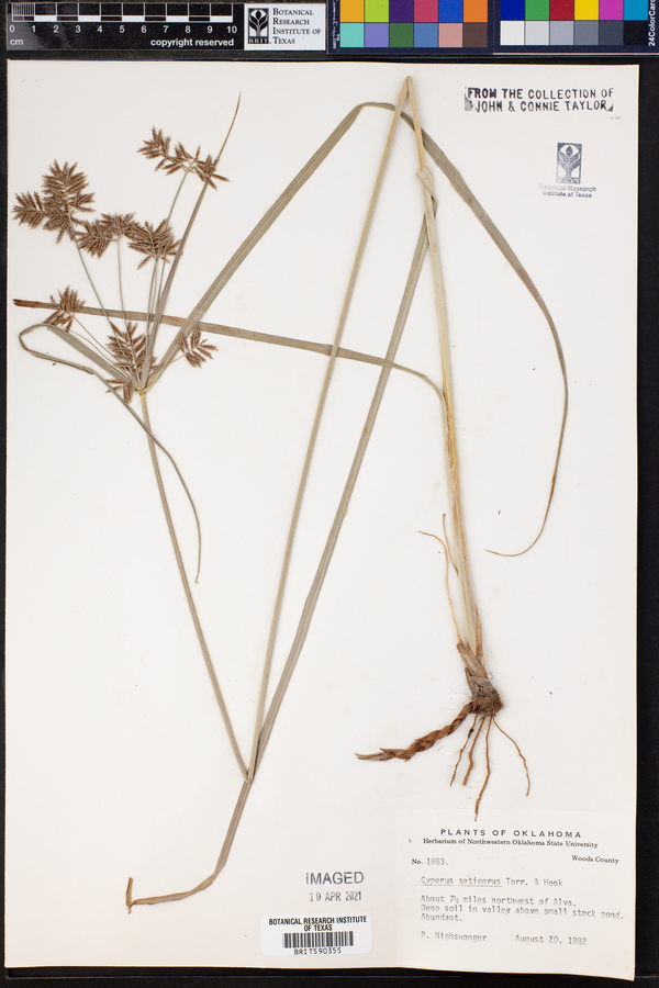 Cyperus setigerus image