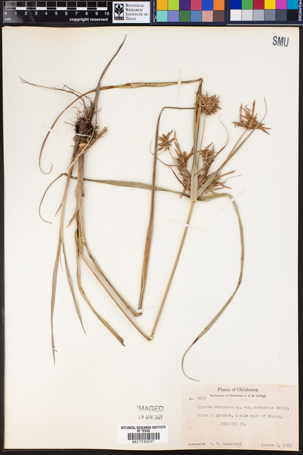 Cyperus strigosus image