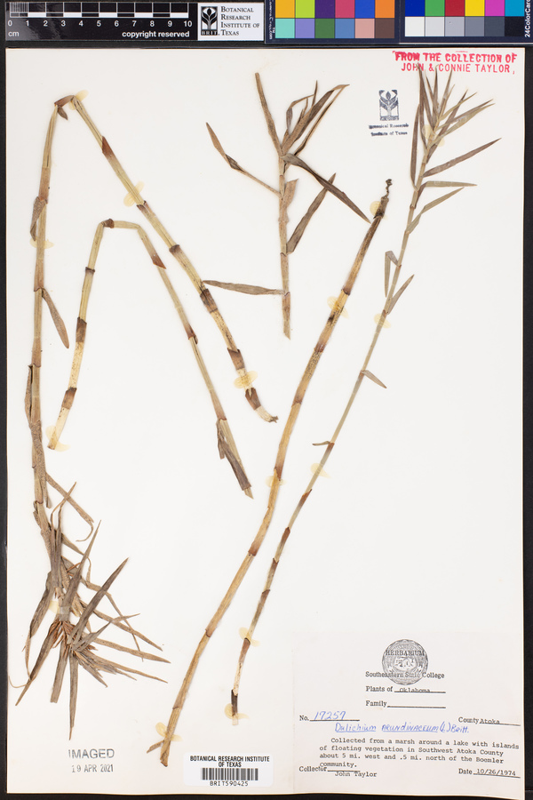 Dulichium arundinaceum image