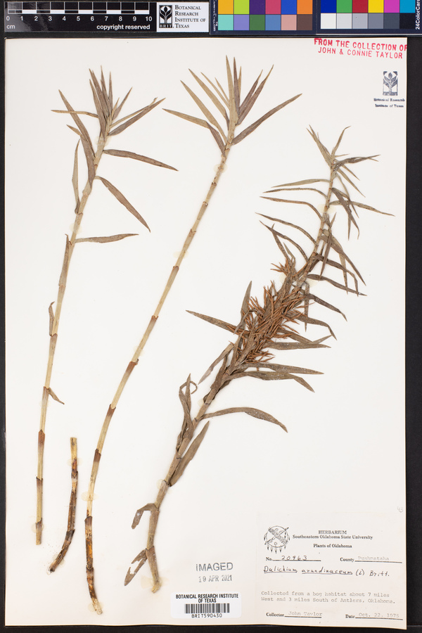 Dulichium arundinaceum image