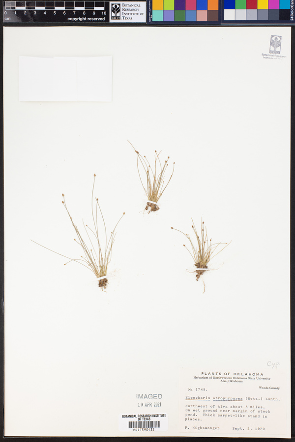 Eleocharis atropurpurea image