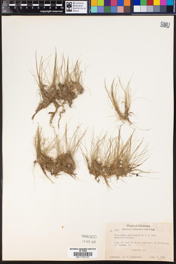 Eleocharis acicularis var. acicularis image
