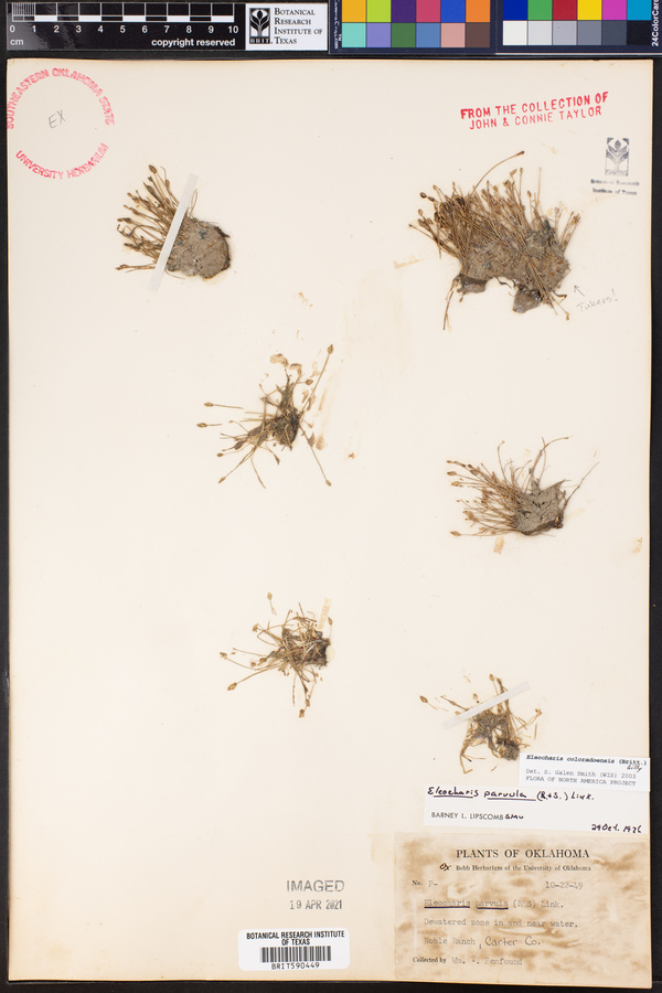 Eleocharis coloradoensis image