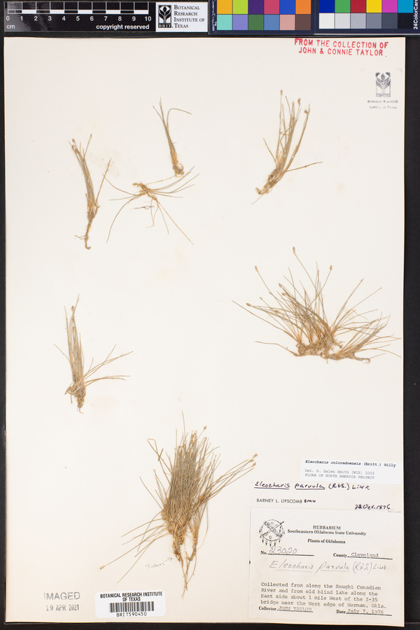 Eleocharis coloradoensis image