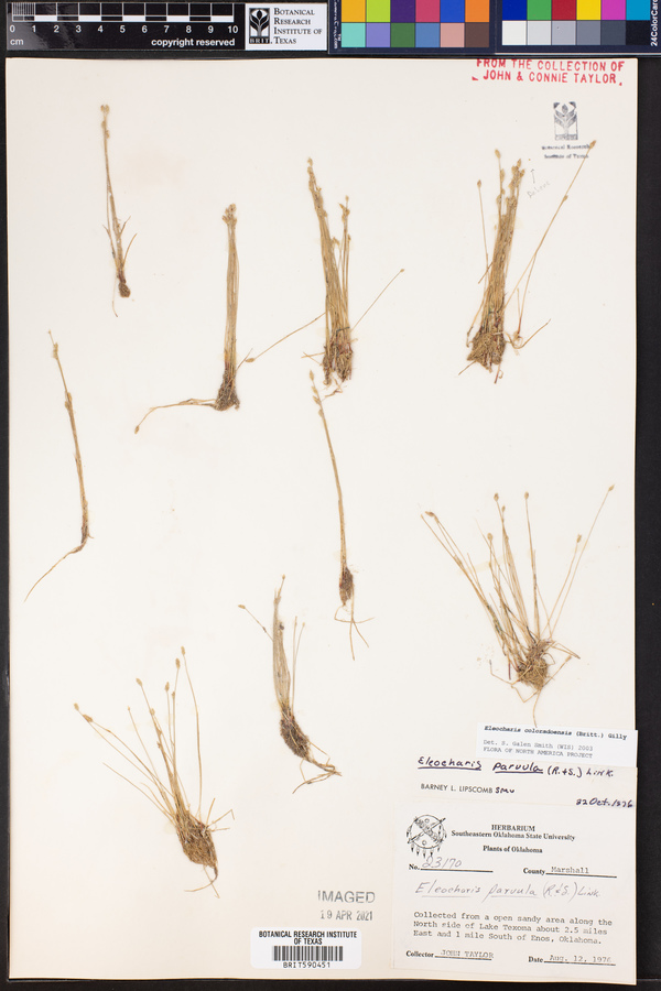 Eleocharis coloradoensis image