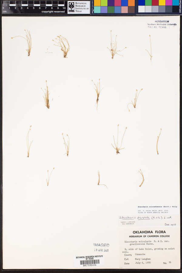 Eleocharis coloradoensis image