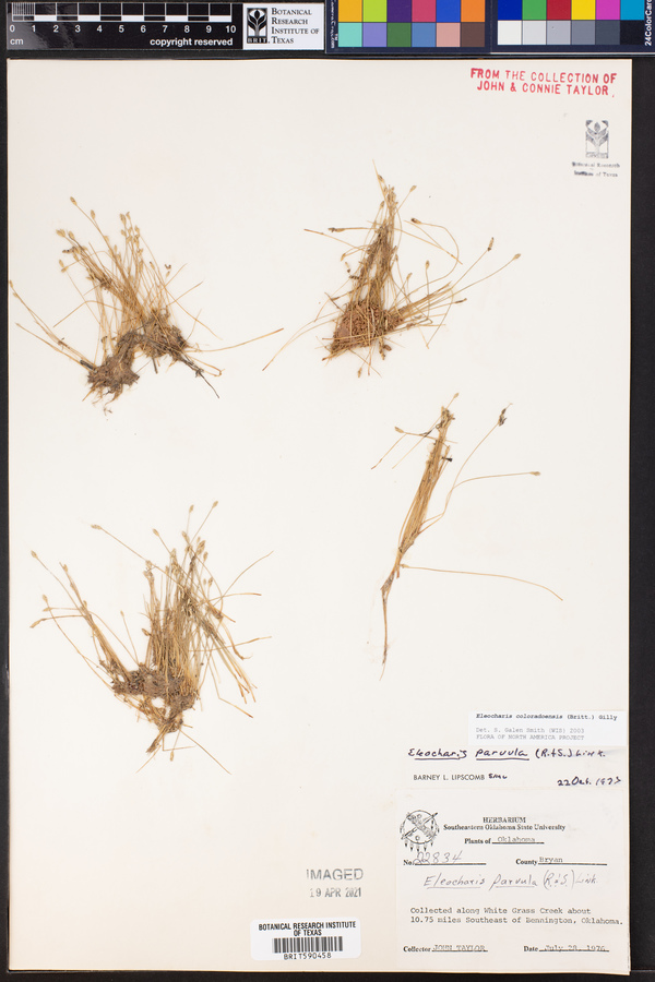 Eleocharis coloradoensis image