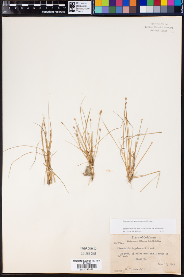 Eleocharis engelmannii image