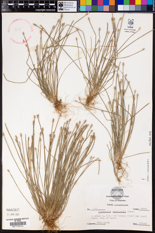 Eleocharis engelmannii image