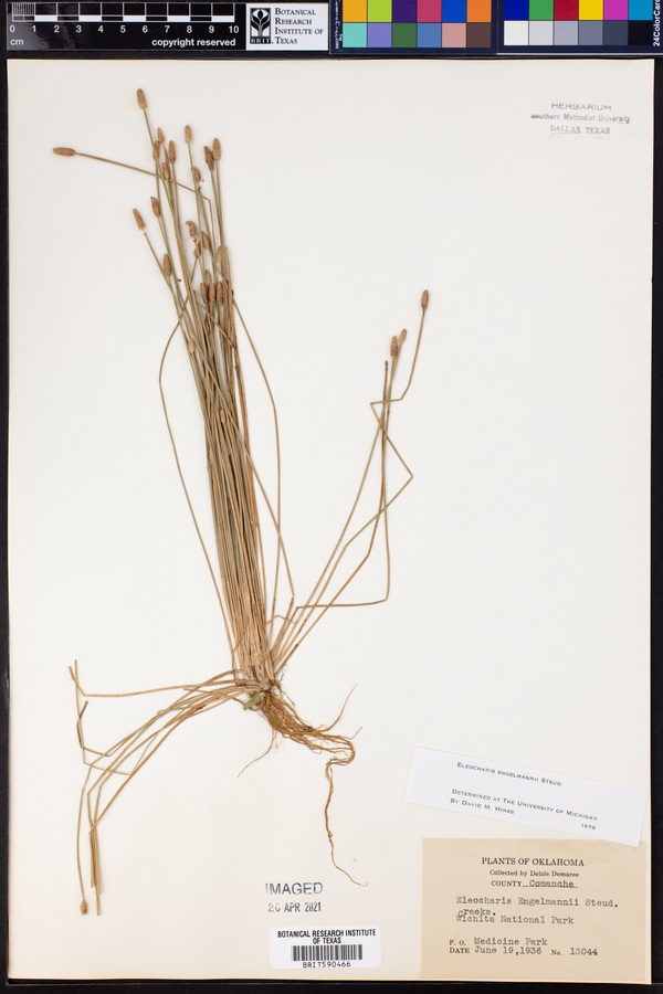 Eleocharis engelmannii image