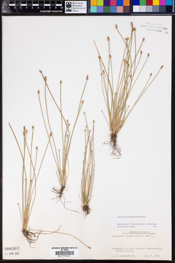 Eleocharis engelmannii image