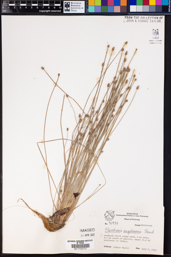 Eleocharis engelmannii image