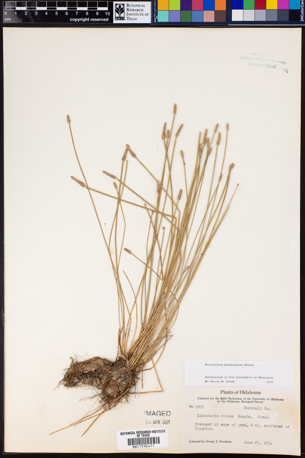 Eleocharis engelmannii image