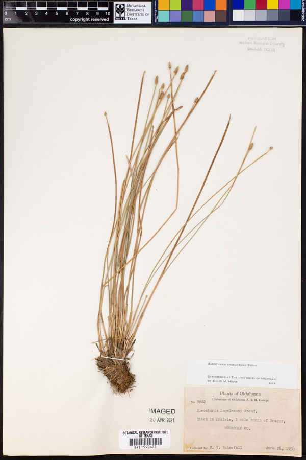 Eleocharis engelmannii image